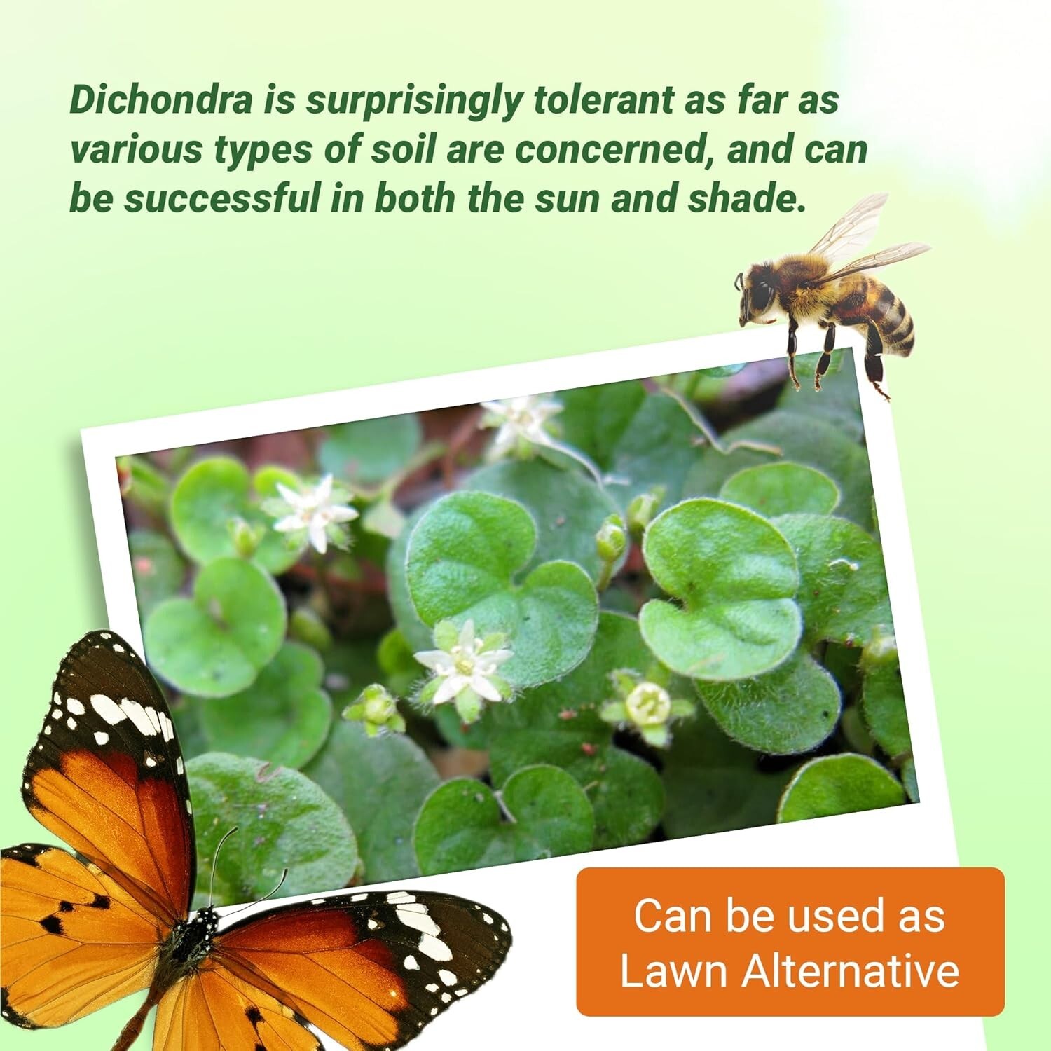 2 lbs Perennial Dichondra Repens Seeds – -Round Dense Green Lawn Alternative