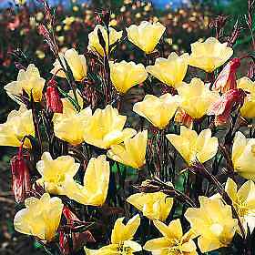 Oenothera lamarckiana 2,000 seeds
