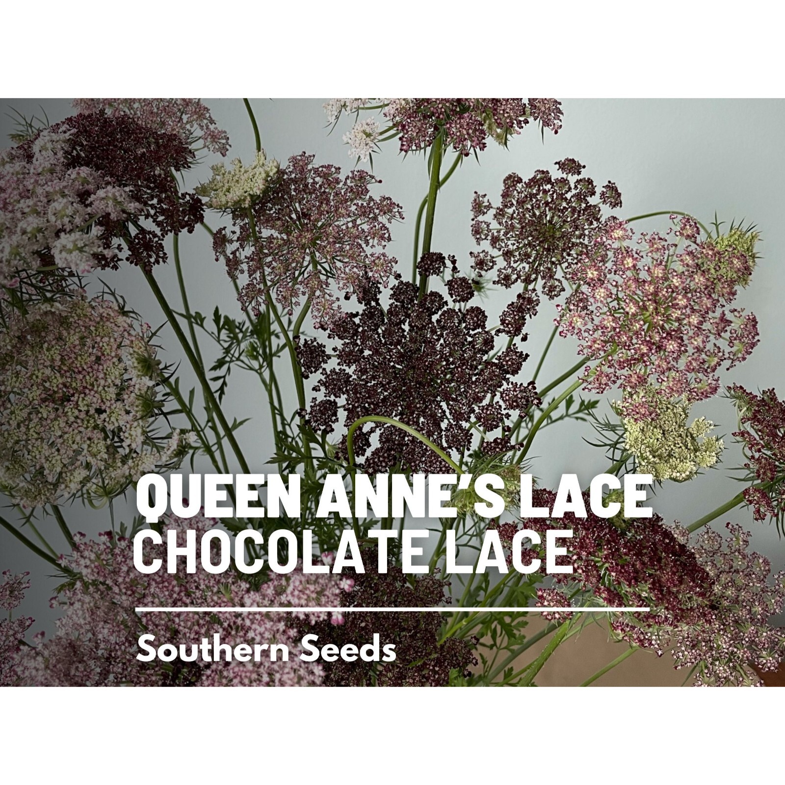 Queen Anne’s Lace, Chocolate Lace – 100 Seeds – Heirloom Flower – Burgundy, Coco