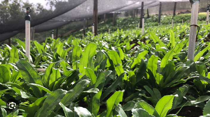 200+ Seeds, Recao de Puerto Rico, Culantro, ngo-gai, long coriander, Organic
