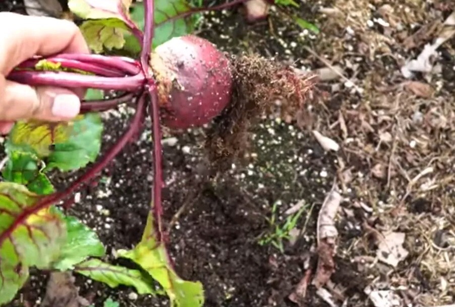 100+ Detroit Dark Red Beet Seeds, Detroit Globe, Heirloom, Early Producing