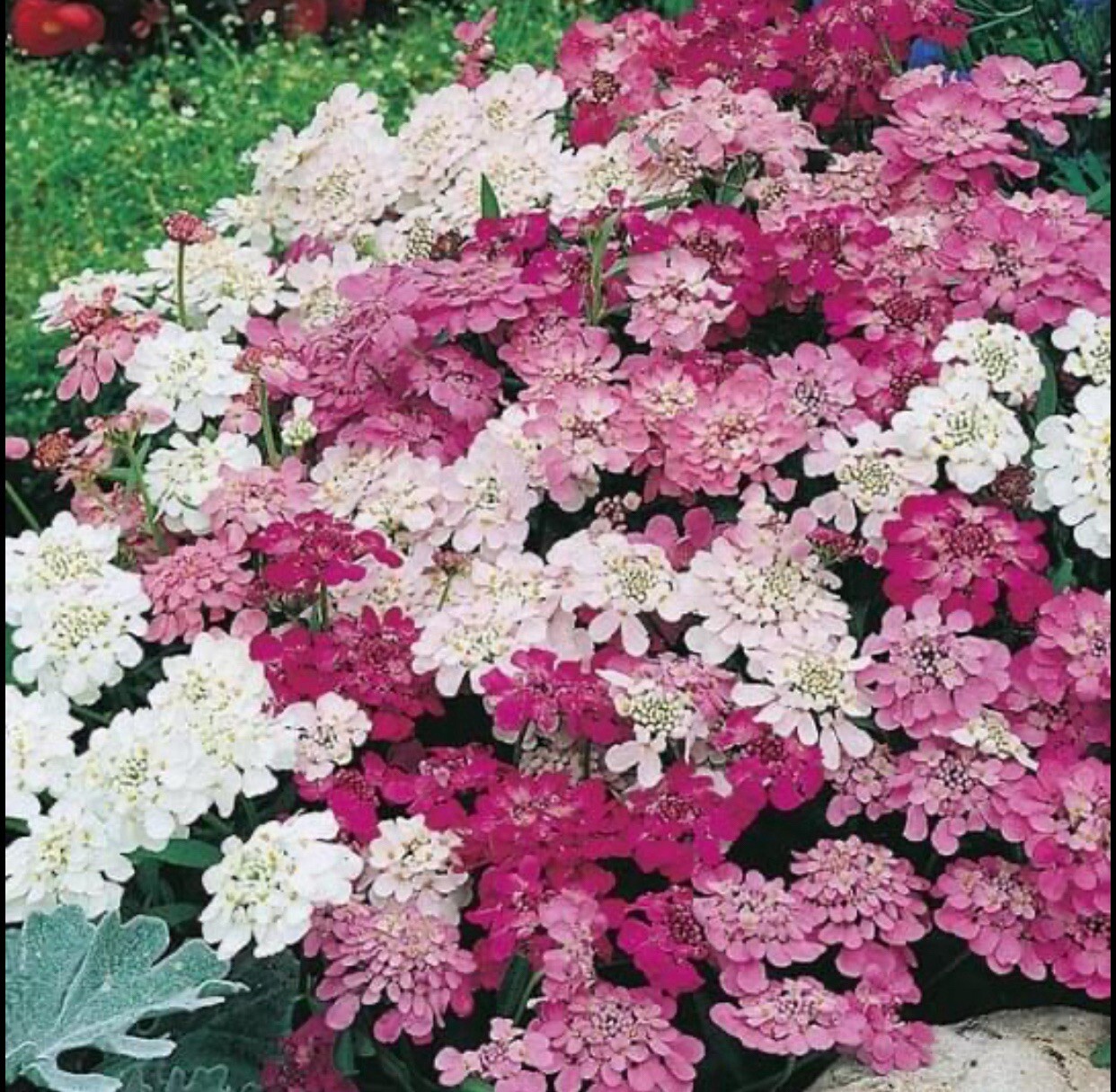 200+CANDYTUFT MIX Seeds GLOBE Annual Iberis Umbellata