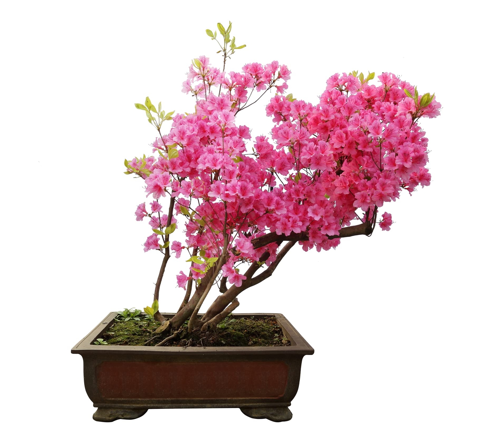 Bonsai Tree Seeds – Pink Azalea – 30 Seeds