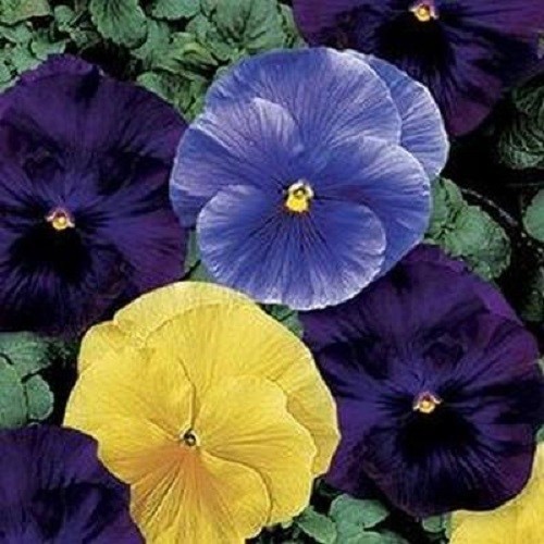 50 Pansy Seeds Delta Tricolor Mix Pansy