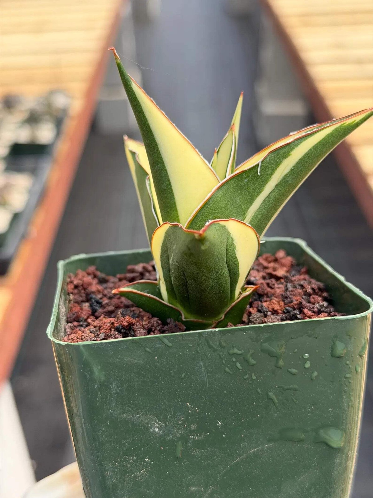 Variegated Sansevieria Tower | Rare Snake Plant | Easy Care Live Houseplant