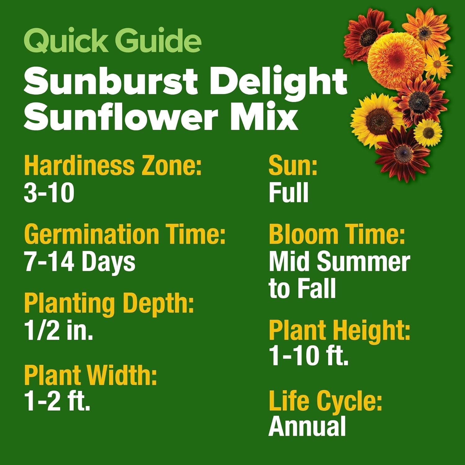 Perfect Garden Gift – 1,500+ Sunflower Seeds, Attracts Pollinators, Easy to Grow