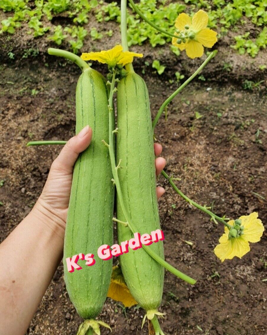 5 PCS – ASIAN EDIBLE LUFFA, SMOOTH SPONGE GOURD SEEDS, HẠT MƯỚP HƯƠNG
