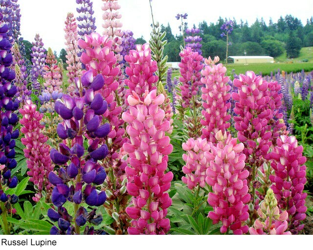51+LUPINE RUSSELL MIX Seeds Native Wildflower Pollinators Cut Flowers Perennial