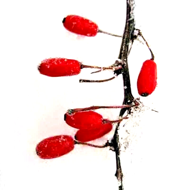 500+ GOJI BERRY SEEDS AUTUMN PERENNIAL NON-GMO CHINESE WOLFBERRY HARDY FRUIT USA