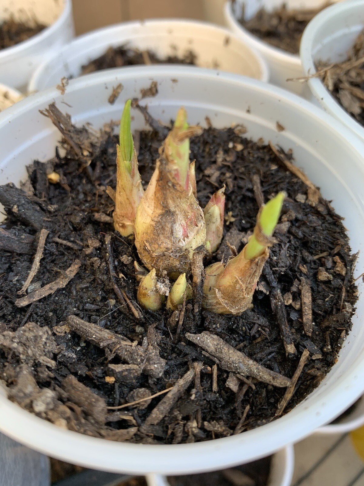 Tuberose Fragance 1 Clump,Bulbs 3+ Sz S/M Mixed, Rooted &Sprouted Ready To Plant