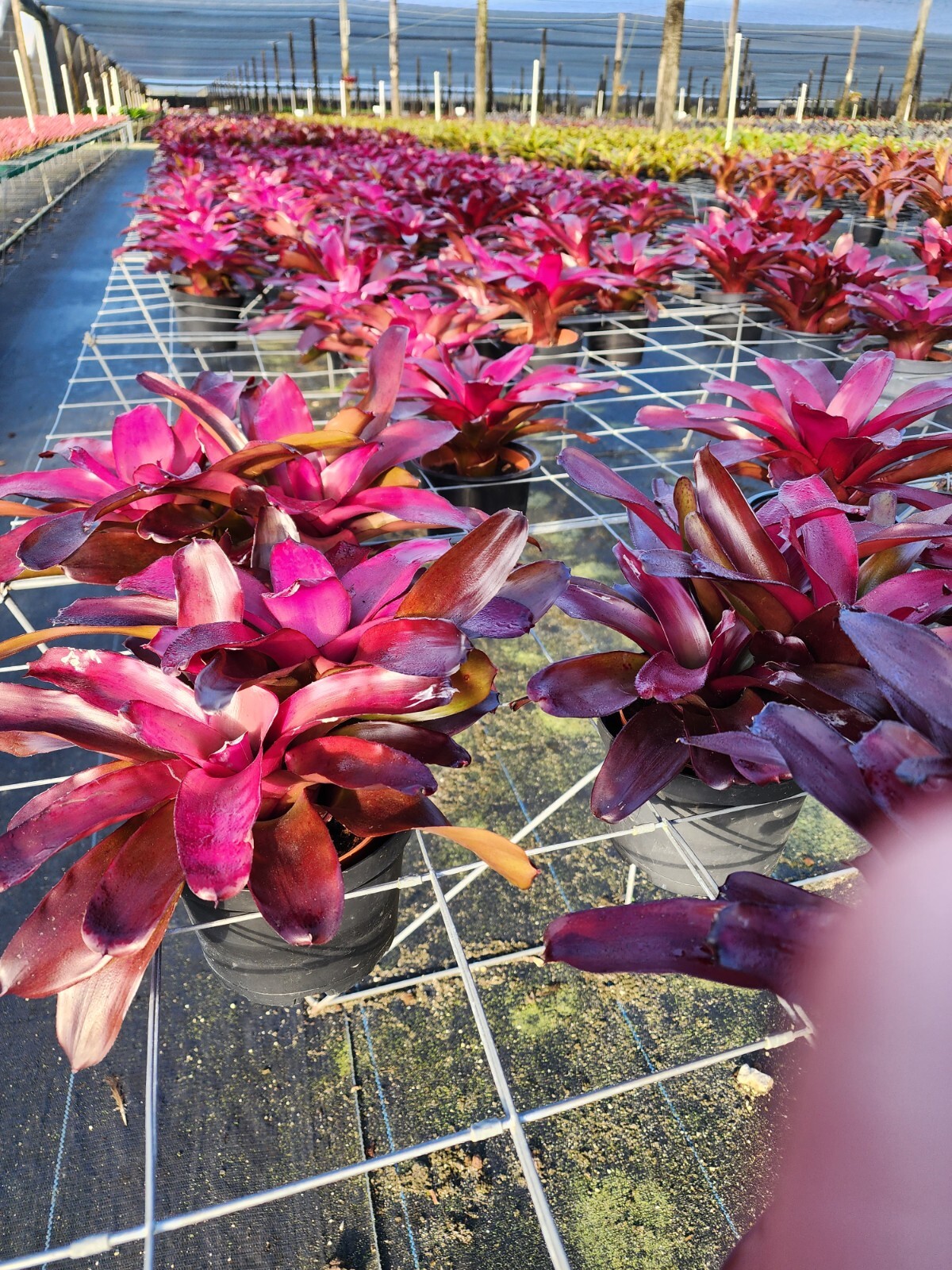 Bromeliad – Neoregelia Grapevine 6″ pot – Live Plant