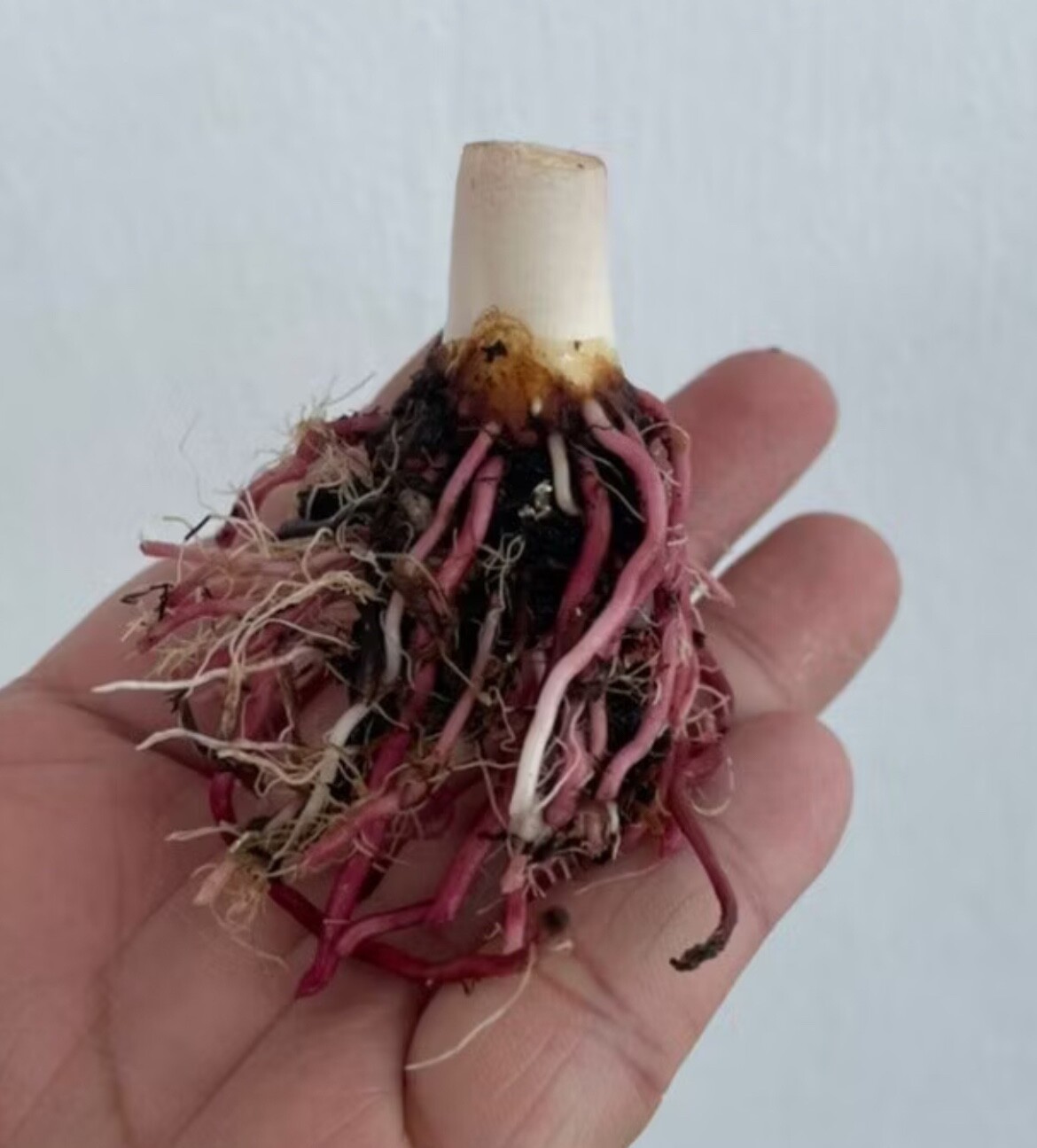 AUTHENTIC Colocasia Mickey Mouse 1 bulbs