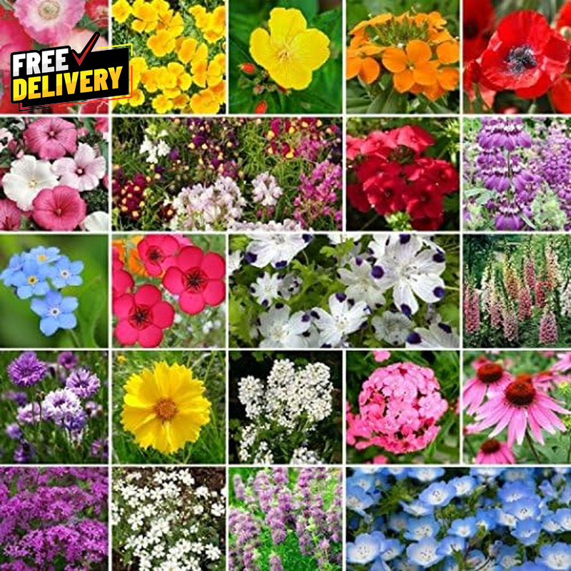 Partial Shade Wildflower Seed Mix (1 Lb) 520,000 Seeds Non GMO Bulk