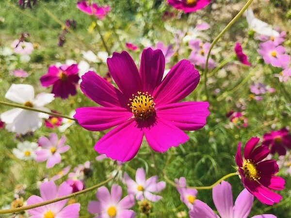 Cosmos bipinnatus | Common or Garden Cosmos | Mexican Aster | 50 Seeds