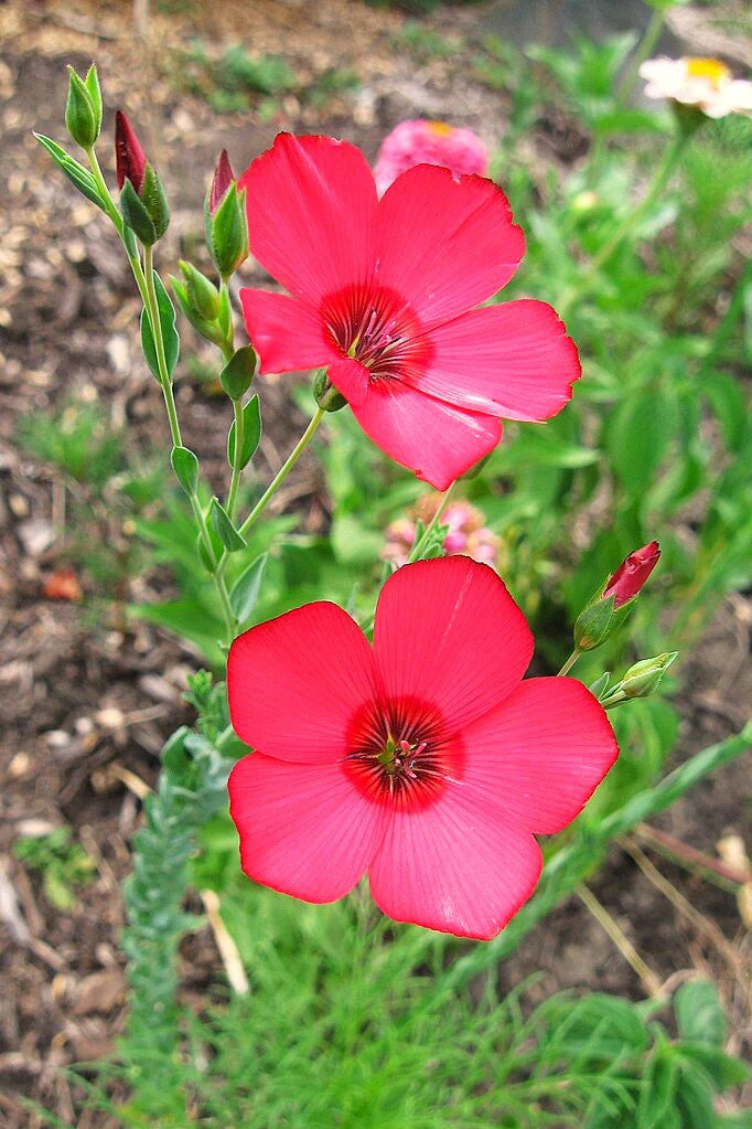 Scarlet Flax Seeds – For 2025 Planting Linum Grandiflorum Red Crimson Ruby Herb