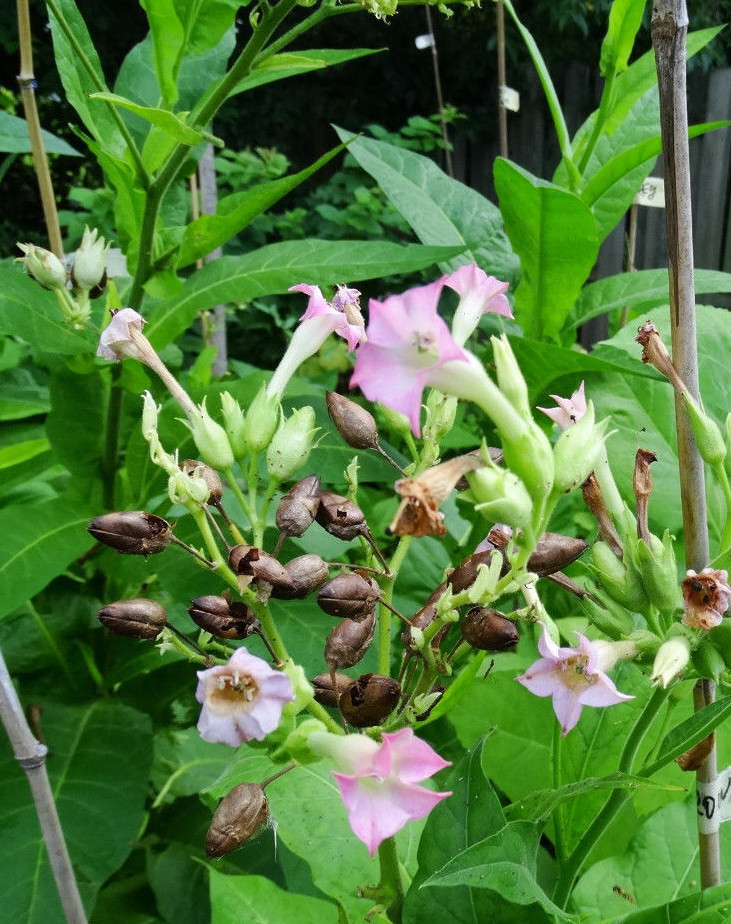 DEL GOLD TOBACCO 2000 SEEDS High-Yielding High-Nicotine How to Grow Incl-d 2023