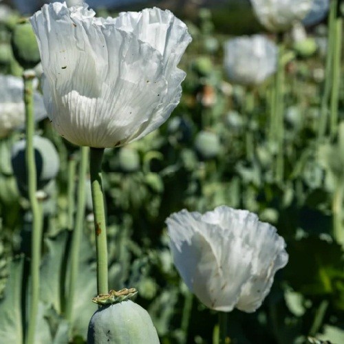 750+ Rare Peshawar White Pakistani Poppy Seeds Giant, Elegant Pure White Blooms