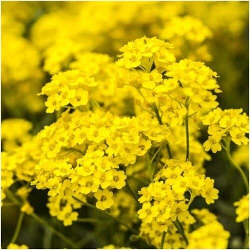 3 Basket of Gold Alyssum Seeds For Planting (Aurinia saxatilis) SEED COUNT 3,000
