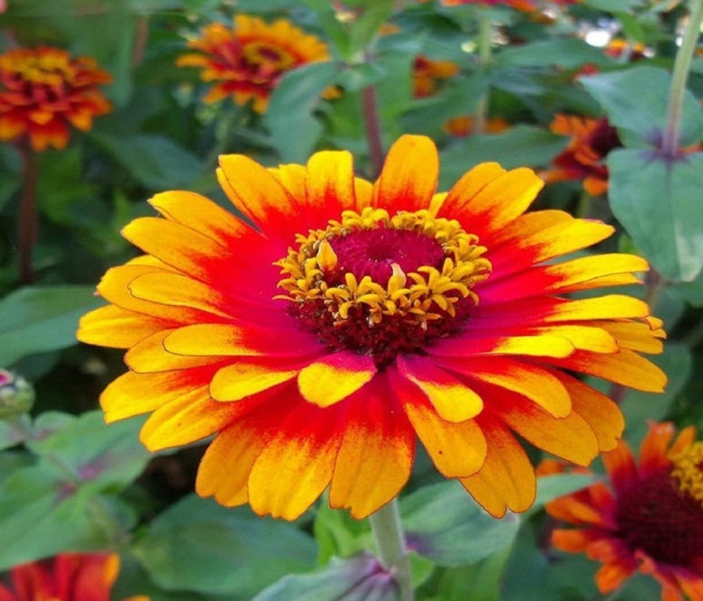 100+ Sombrero Zinnia Seeds **Fresh Seeds** ~~Free Shipping~~
