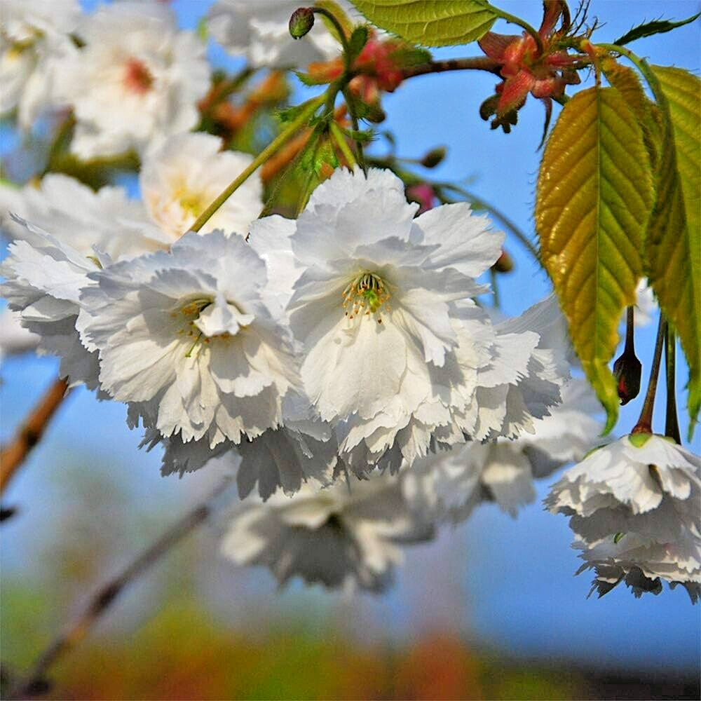 Japanese Cherry Tree | Premium Seeds | Prunus serrulata Spontanea Fall | Plants’