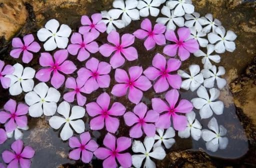 Periwinkle Flower Seeds for Planting – 1000+ Mixed Vinca Colors, Non-GMO