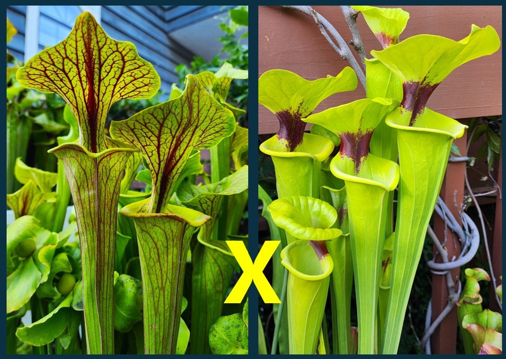2025 SARRACENIA SEEDS: FLAVA ORNATA SELECT X FLAVA RUGELII CLONE A [CP SEED]