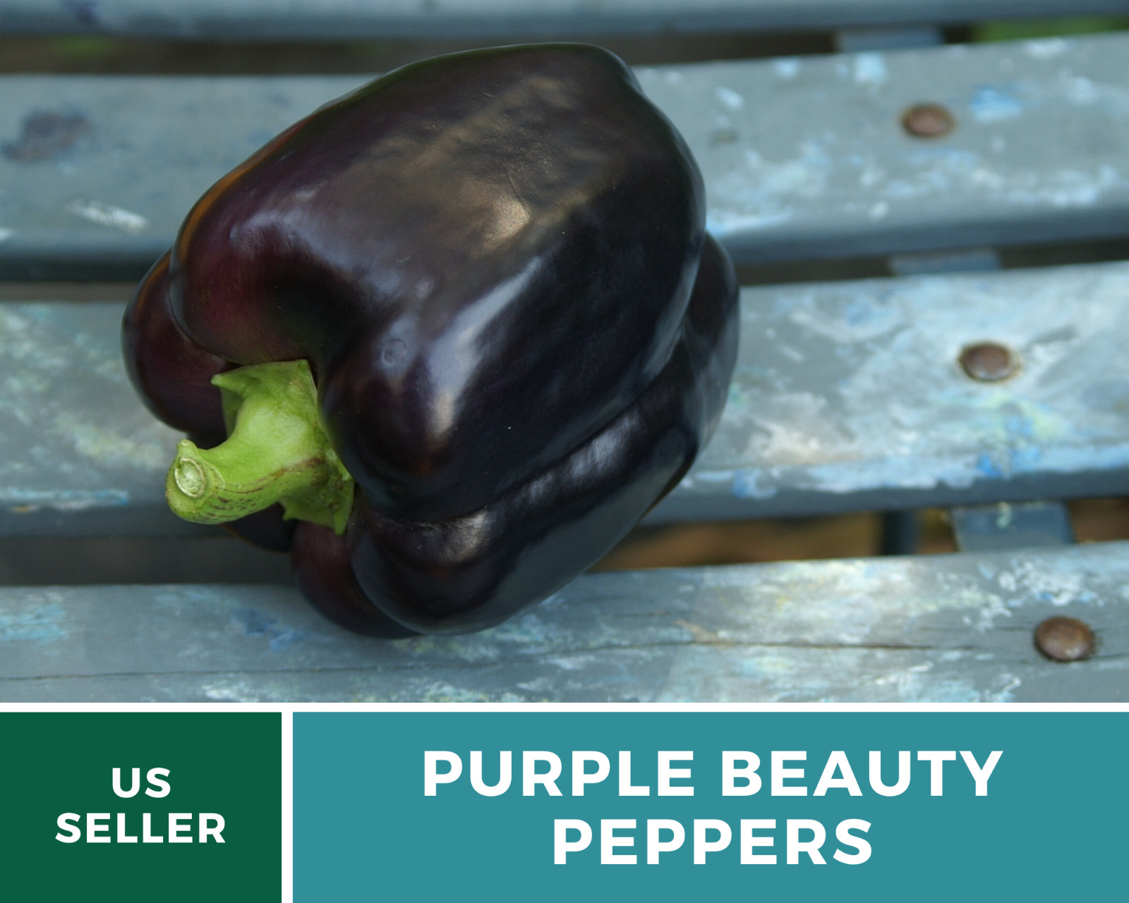 Pepper, Purple Beauty Sweet – 30 Seeds – Easy to Grow – Heirloom – GMO Free