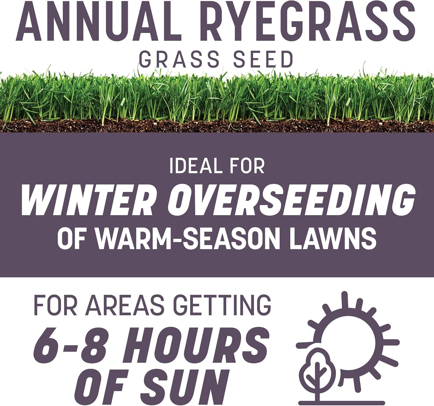 Annual Ryegrass Seed, Grass Seeds for Lawn, 10 Lb