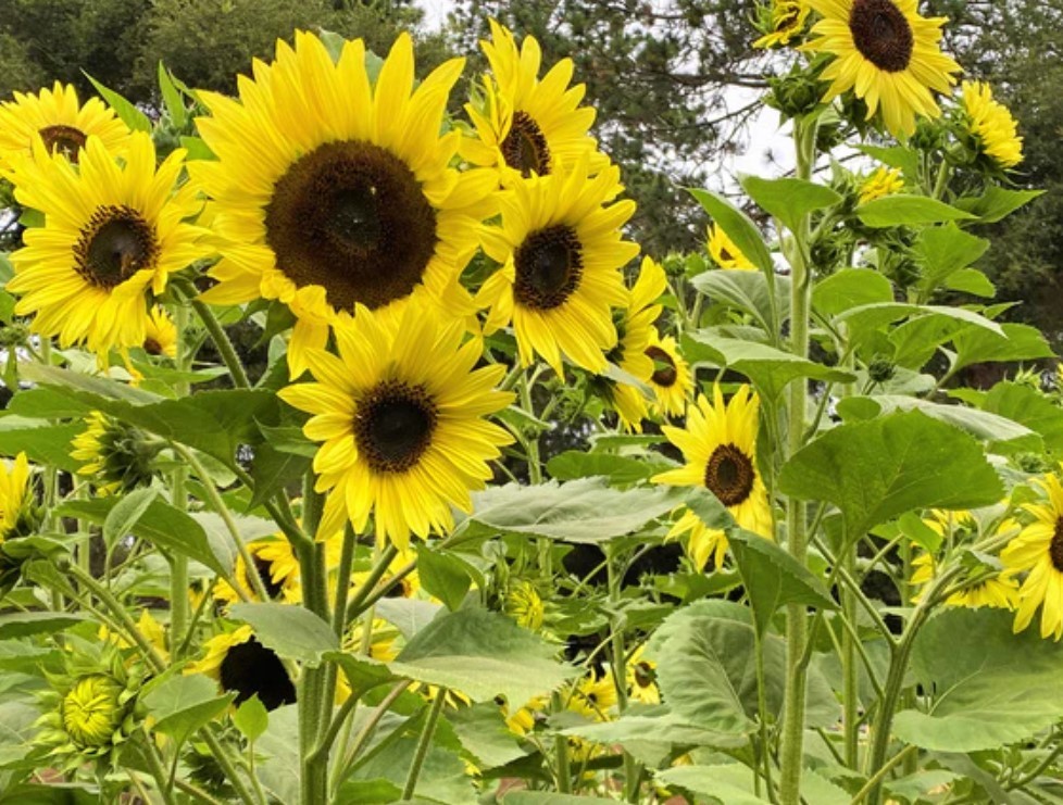 Lemon Queen Sunflower – Pack 25 Seeds – Annual Vibrant Blooms Flower
