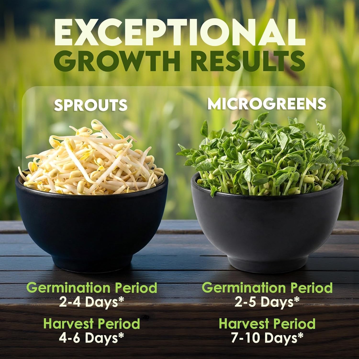 Mung Bean Sprouting Seeds – Non-GMO Mung Beans for Growing Nutritious, Fresh …