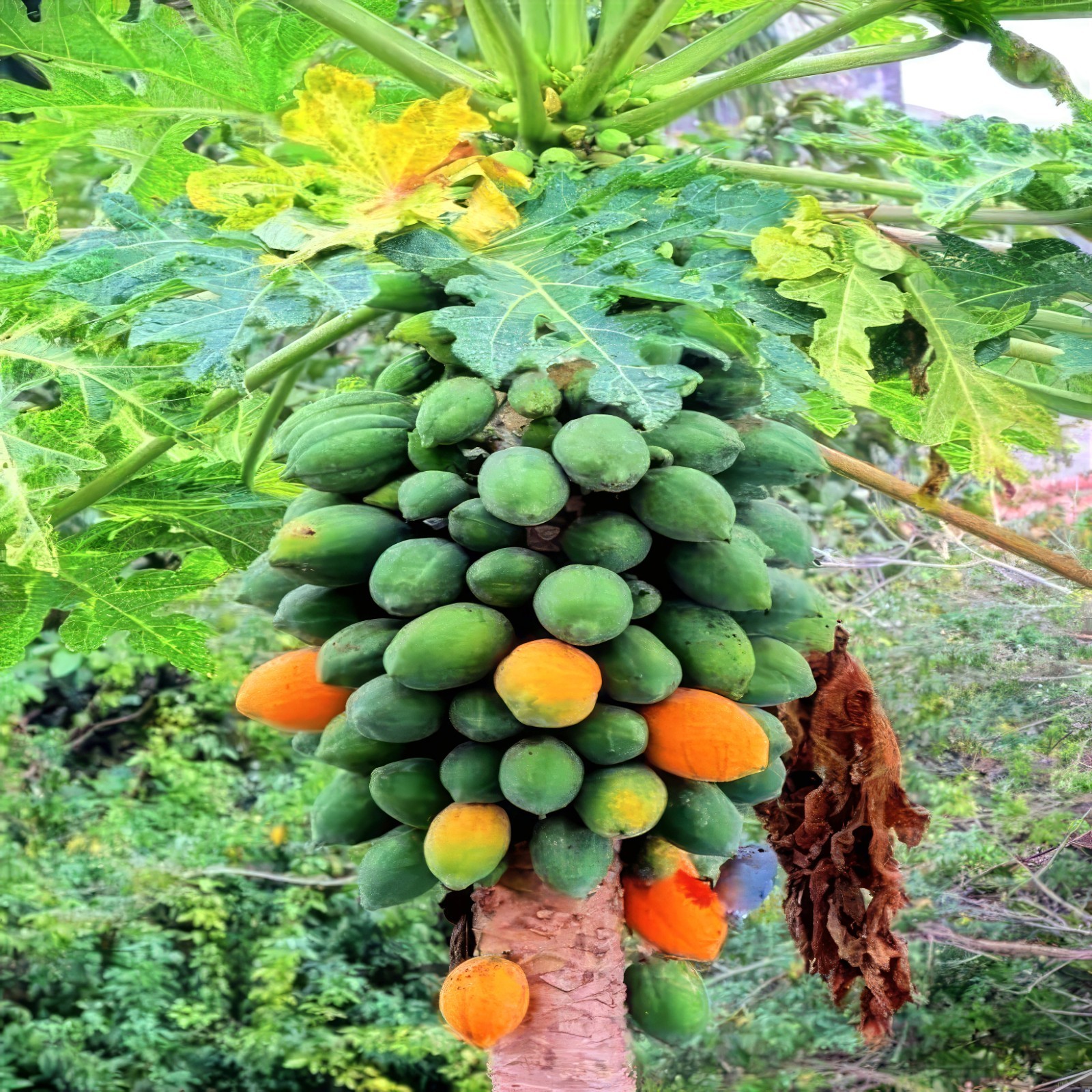 20 Dwarf Hawaiian Solo Sunrise Papaya Seeds Carica Melon Rare NON GMO Fruit Tree