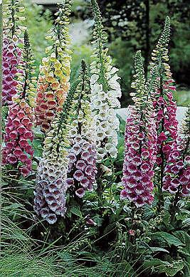 Digitalis purpurea glox. Giant Shirley Mix 5,000 seeds