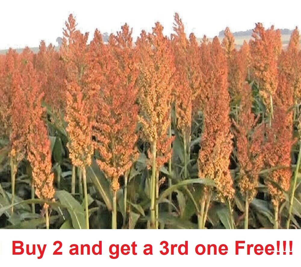 500+ ROX ORANGE Sweet SORGHUM Seeds Organic Sugar Native Waconia Natural Syrup