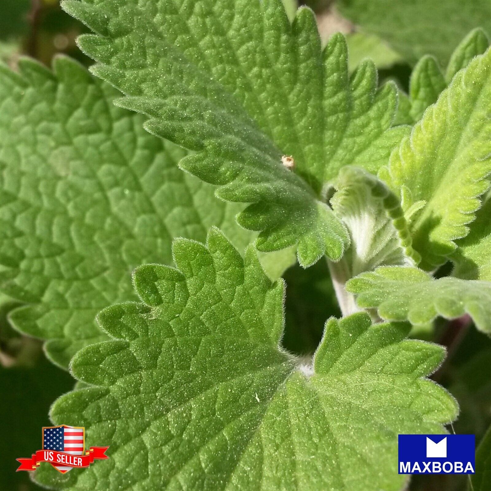 2400+ Catnip Herb Seeds Non-GMO Heirloom Garden BOGO 50% OFF