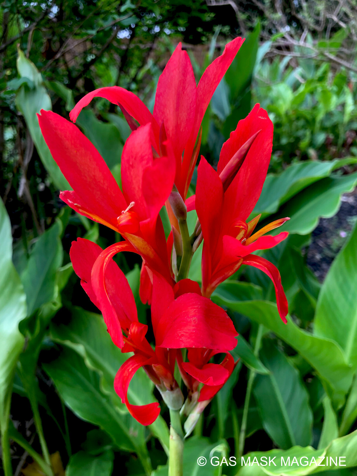 Robert Kemp Canna Lily Live Plant Rhizome