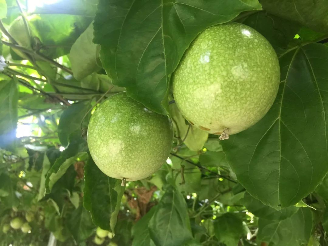 Sweet Yellow Golden Passion Fruit Seeds15+