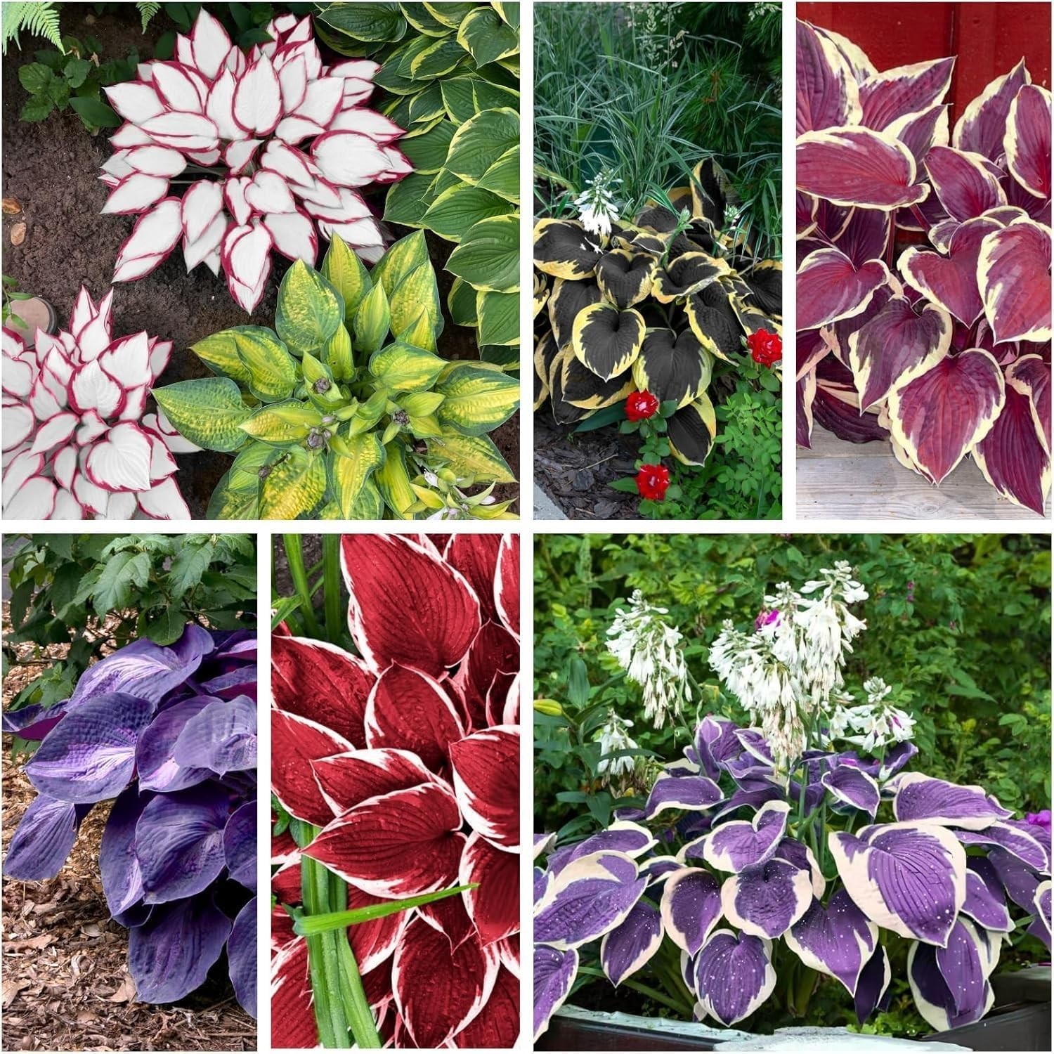 Vibrant Mixed Colour Hosta Seeds – 100pcs Perennial for Low Maintenance Gardens