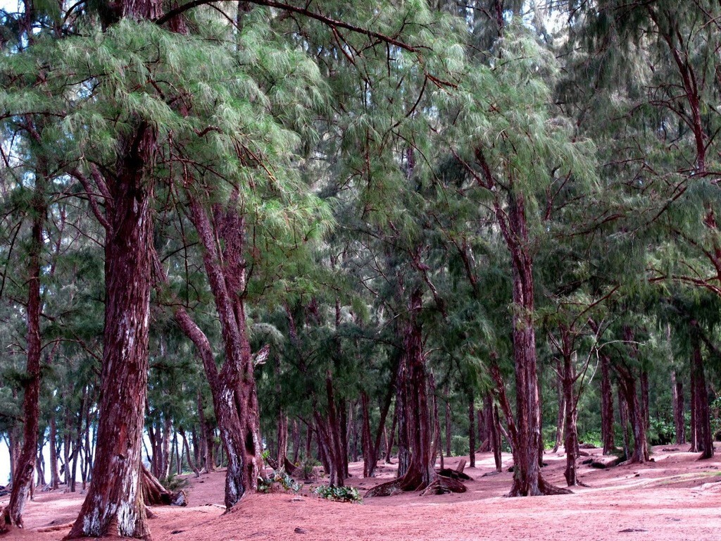 Australian Beach Pine Tree | Premium Seeds | Casuarina equisetifolia | Plants’®