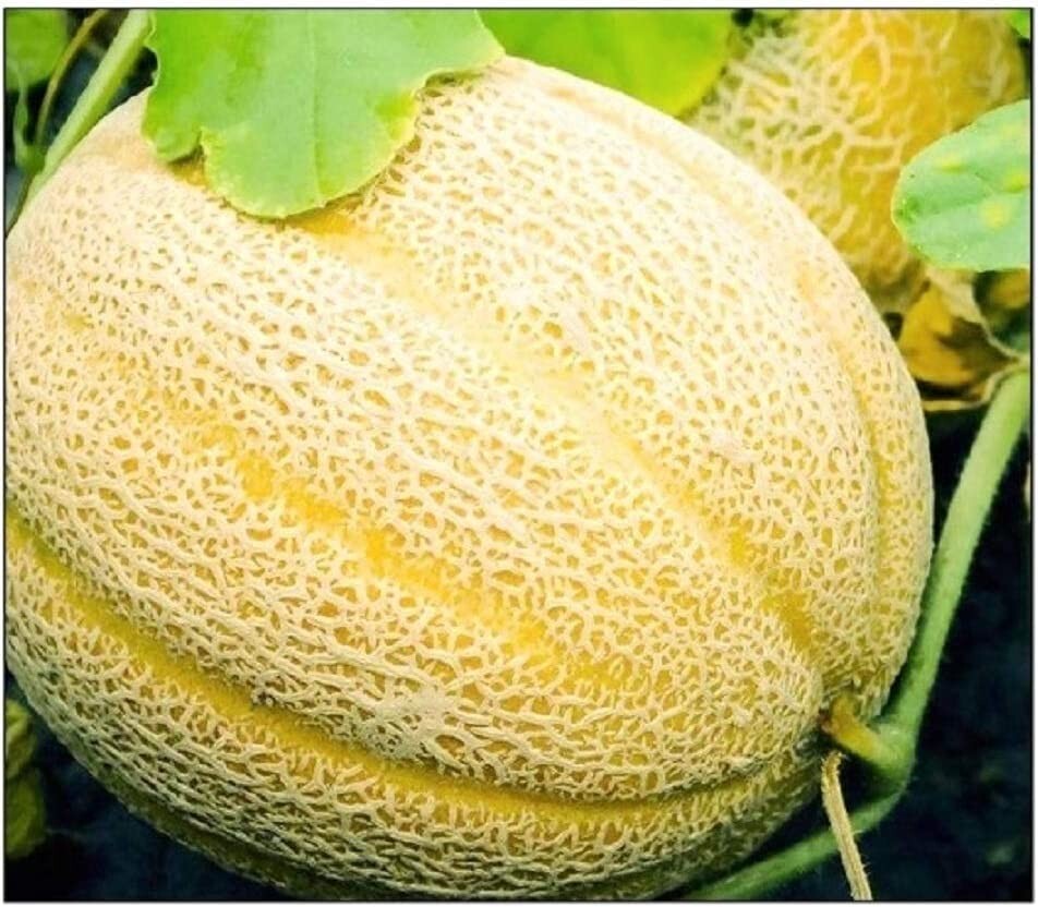 Hales Best Jumbo Cantaloupe Seeds NON-GMO Fresh Garden Seeds 100+ seeds