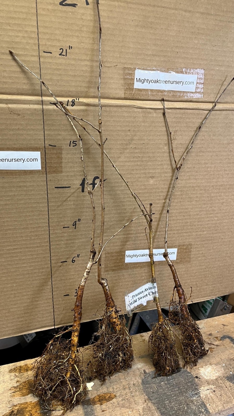 Prunus Avium (Wild Sweet Cherry) 1-2 year old plant rooted, bare root