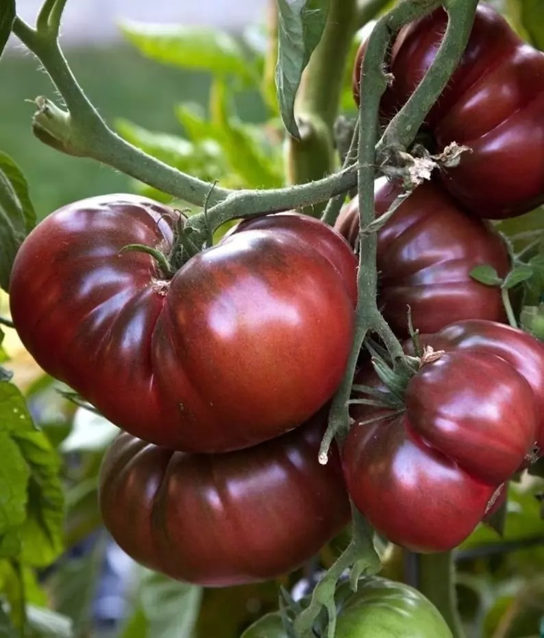 120+ Black Brandywine Tomato Seeds – Heirloom – Organic – NON GMO ——– FRESH