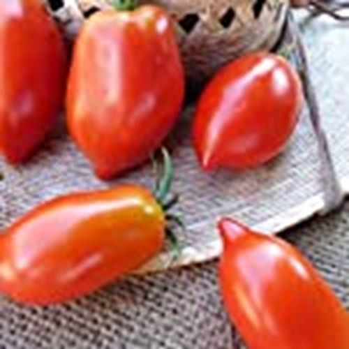Organic Amish Paste Tomato Seeds ~25 Seeds – Organic, Heirloom, Open Pollinated,