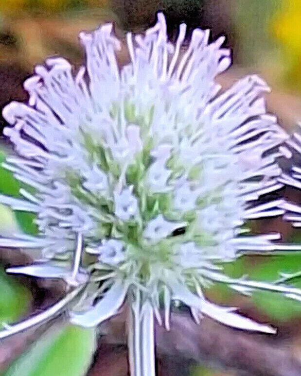 WHITE SEA HOLLY 100 SEEDS, ERYNGIUM, WHITE FLOWERS, mariesgreengarden