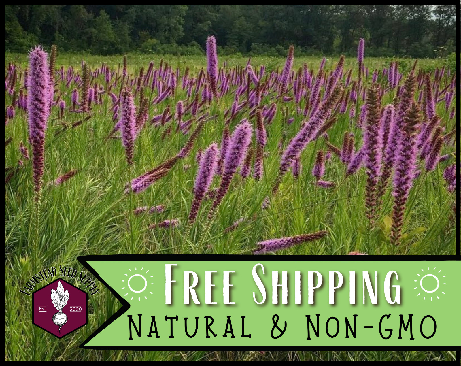 550+ Blazing Star Flower Seeds | Wildflower Garden Seed Packet for Pollinators