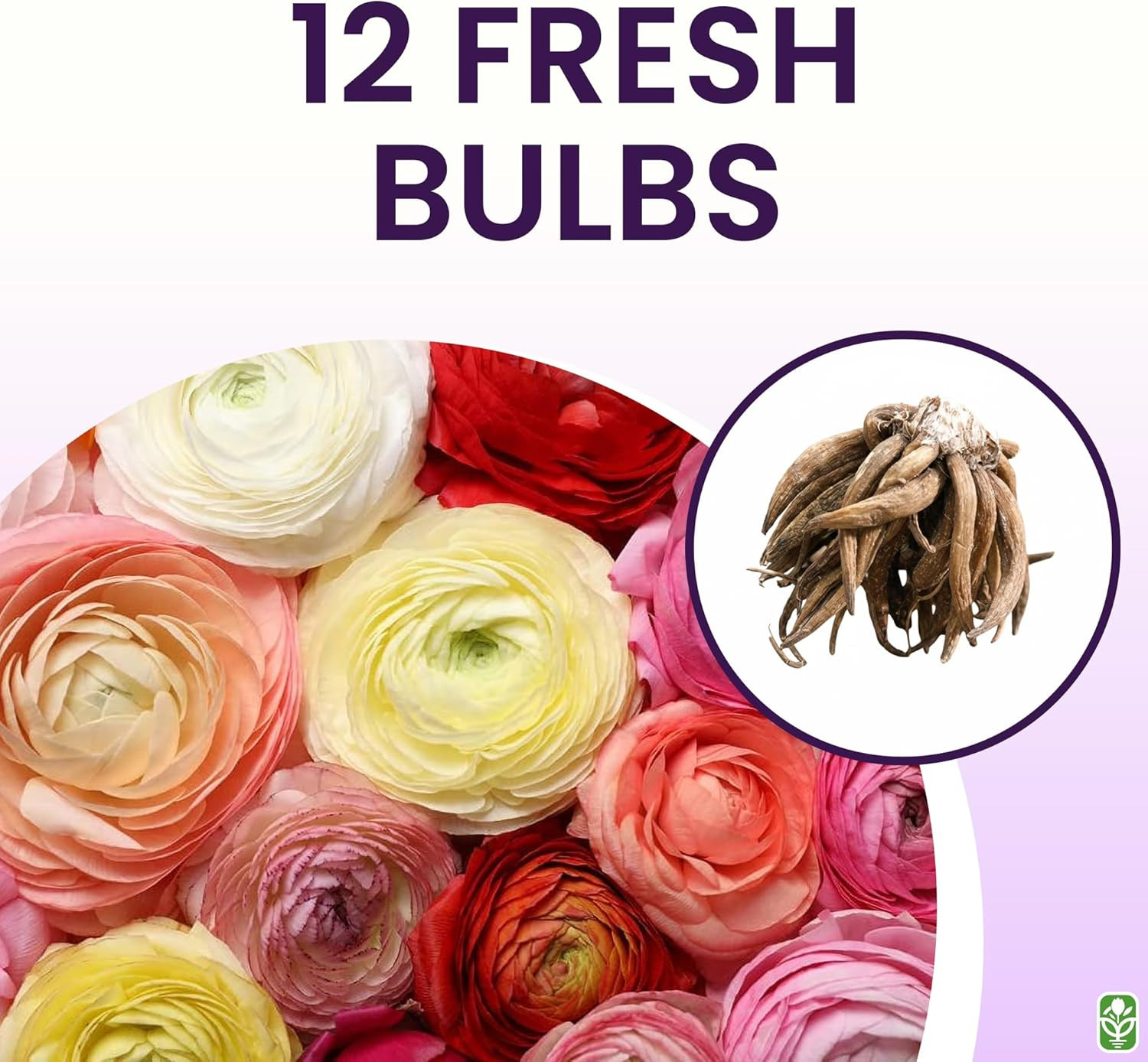French Peony Mixed Ranunculus – 12 Largest Size Corms, Premium Ranunculus Bulbs,