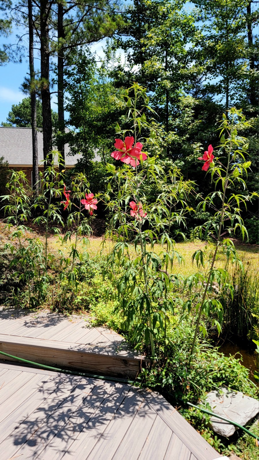 Red Hibiscus Mallow Seeds 25 50 75 Pack Garden Flowers Hardy Outdoor Swamp Plant