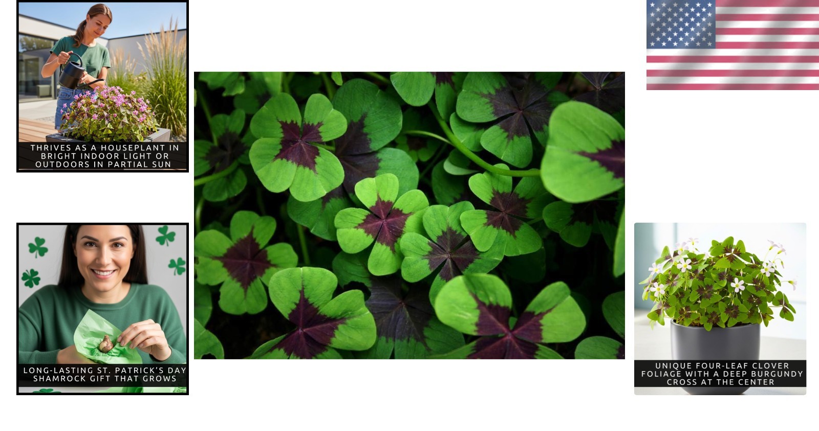 Indoor/Outdoor Oxalis Bulbs – 10 Iron Cross Shamrocks for -Round Bloom