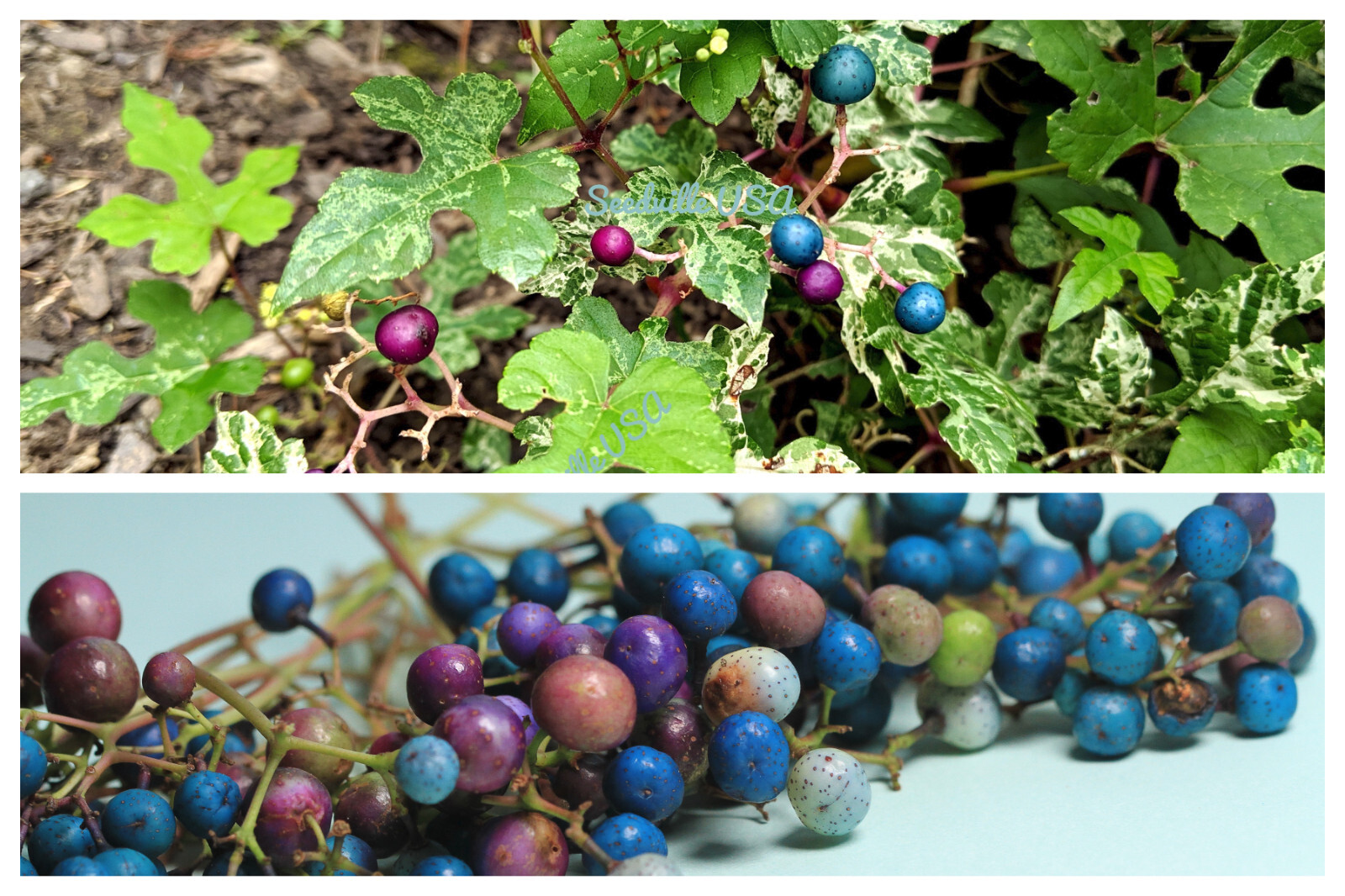 10 Variegated PORCELAIN BERRY VINE Ampelopsis Elegans Peppervine Blue Prpl Seeds