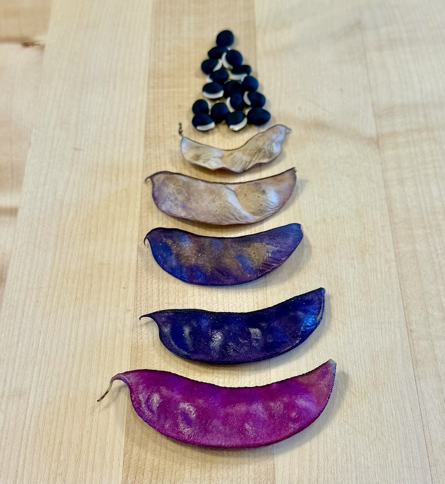 Purple Hyacinth Bean Vine Seeds Fresh Harvest Fall 2026 BULK Seeds/Order