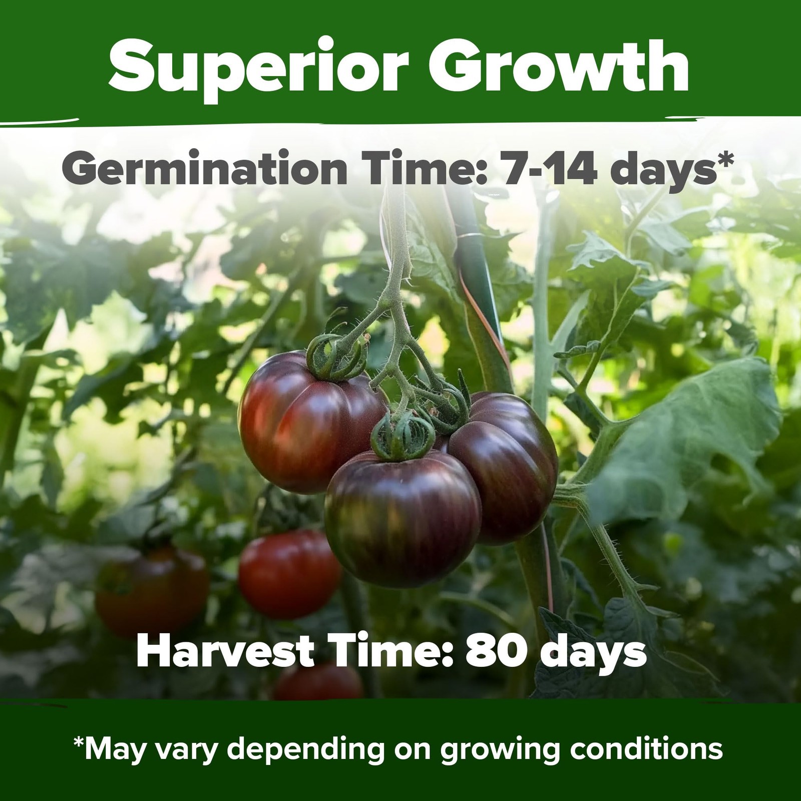 Cherokee Purple Tomato Seeds 106+ Heirloom Non GMO Seeds for Planting, High G…